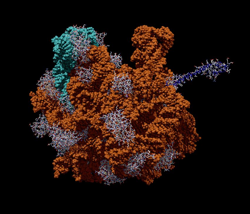 A 3D molecular model of the bacterial ribosome is shown. A 3D molecular model of the bacterial ribosome is shown.