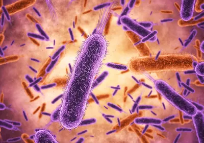A microscopic image showing clusters of rod-shaped bacteria multiplying, highlighting the process of bacterial growth.