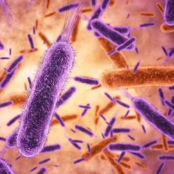 A microscopic image showing clusters of rod-shaped bacteria multiplying, highlighting the process of bacterial growth.