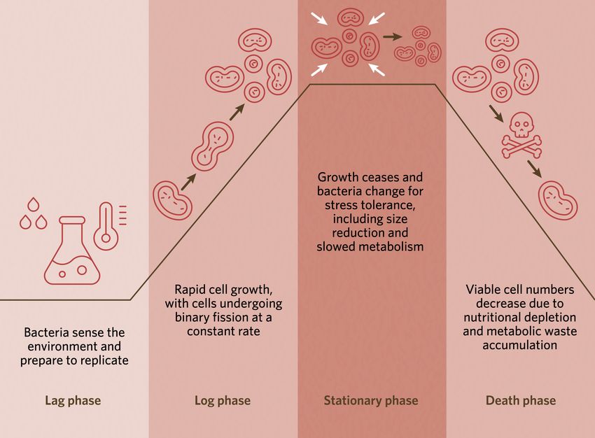 Sigmoidal bacterial growth curve: In lag phase, bacteria sense the environment and prepare to replicate; during log phase, bacterial grow rapidly with cells undergoing constant rate binary fission; growth ceases in stationary phase, bacteria change for stress tolerance, including reduced size and metabolism; during the death phase, the viable number of bacteria decreases in response to nutritional depletion and waste accumulation.