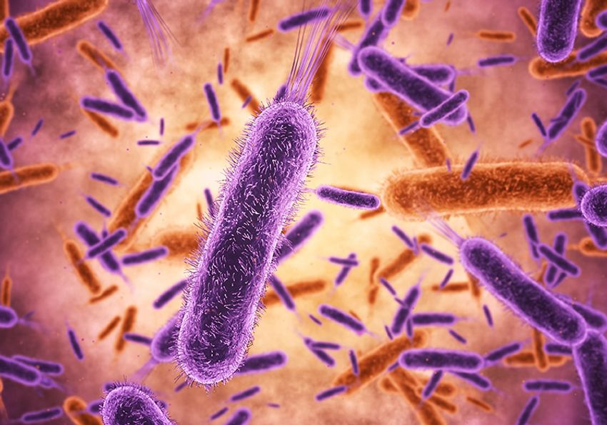 A microscopic image showing clusters of rod-shaped bacteria multiplying, highlighting the process of bacterial growth. A microscopic image showing clusters of rod-shaped bacteria multiplying, highlighting the process of bacterial growth.