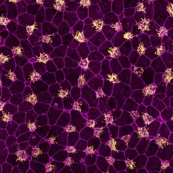 Microscopy image of a fully developed frog embryo skin tissue, which researchers recently filmed live to gain a complete picture of the developmental process. From the images they took during this process, they quantified changes in cell shape and movement as well as how these changes contribute to the cells’ final fate. Microscopy image of a fully developed frog embryo skin tissue, which researchers recently filmed live to gain a complete picture of the developmental process. From the images they took during this process, they quantified changes in cell shape and movement as well as how these changes contribute to the cells’ final fate.
