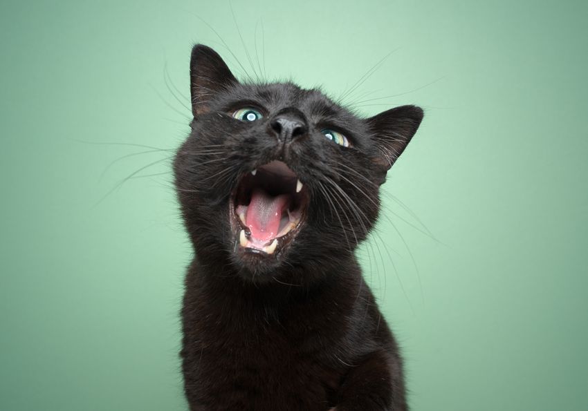 A young black cat has its mouth open, signifying where oral cancers, a fatal disease in cats, would be found. A young black cat has its mouth open, signifying where oral cancers, a fatal disease in cats, would be found.