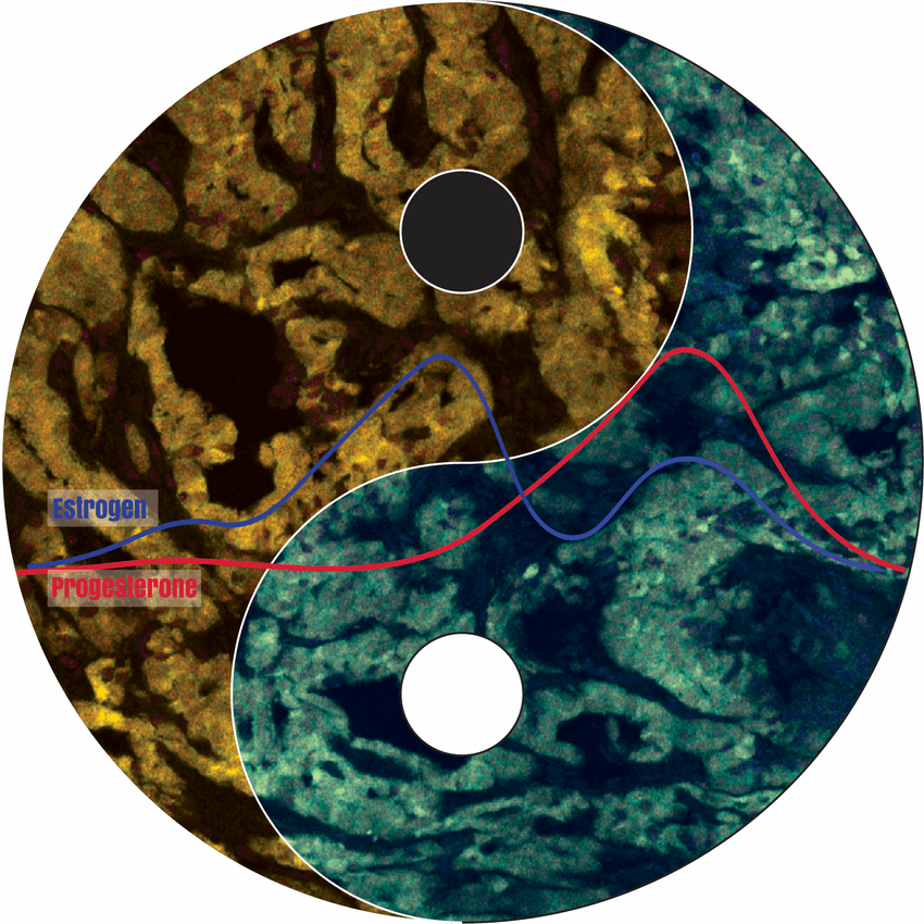 A yin-yang concept to show how ovarian hormone levels fluctuate during the reproductive cycle and affect breast cancer and its response to treatment