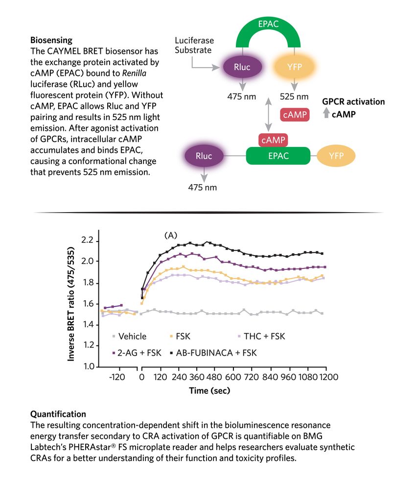 BMG Labtech’s PHERAstar® FS microplate reader helps researchers evaluate the function and toxicity profiles of synthetic cannabinoid receptor agonists. BMG Labtech’s PHERAstar® FS microplate reader helps researchers evaluate the function and toxicity profiles of synthetic cannabinoid receptor agonists.
