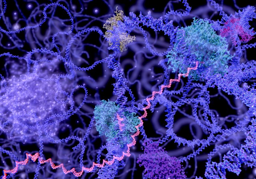 Graphic of the interior of a nucleus, showing tangled DNA strands along with other cellular features