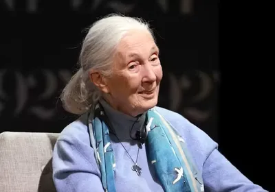 Photograph of primatologist Jane Goodall. She has white hair and is wearing a blue sweater and scarf. Photograph of primatologist Jane Goodall. She has white hair and is wearing a blue sweater and scarf.