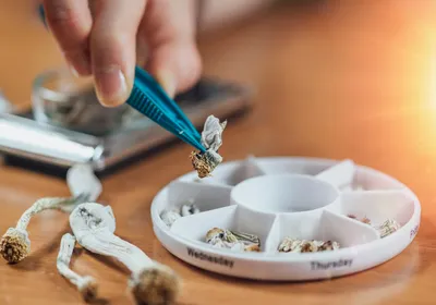 “Magic mushrooms”, containing psilocybin, are shown beside and inside of a daily pill container, indicating the potential for these compounds to be used as medicines. 