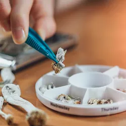 “Magic mushrooms”, containing psilocybin, are shown beside and inside of a daily pill container, indicating the potential for these compounds to be used as medicines. 