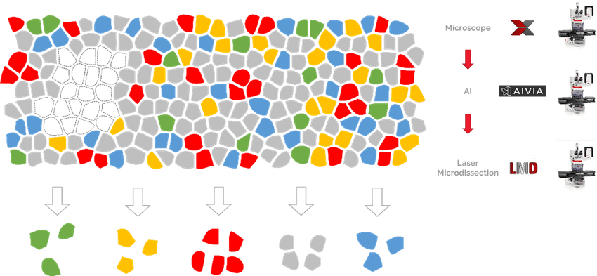 A mosaic panel of grey, white, green, yellow, red, and blue cells. Some of the cells have been cut out of the mosaic, representing the laser-capture microdissection technique used in DVP.