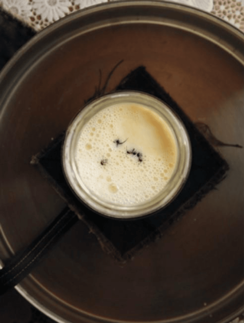 Four live forest ants in a warm jar of milk.