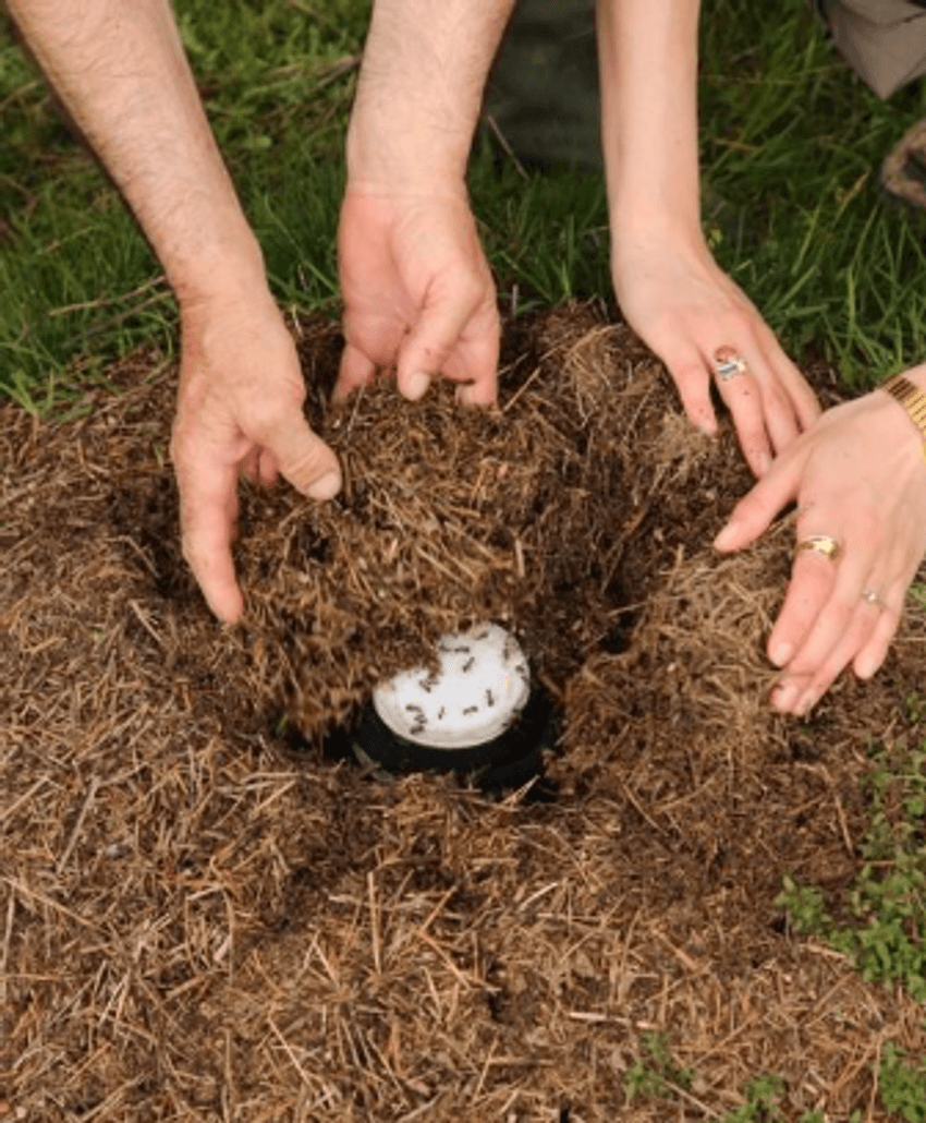 Jar of milk inoculated with live ants, incubating in a red wood ant colony.
