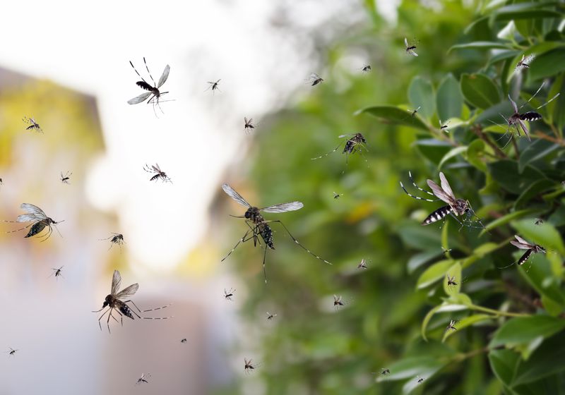 Bacteria-Treated Insects Could Help Halt Disease Spread