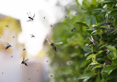 Photograph of a swarm of mosquitoes, a disease vector, near a green bush with the rest of the background blurred. 