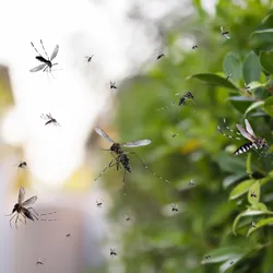 Photograph of a swarm of mosquitoes, a disease vector, near a green bush with the rest of the background blurred. Photograph of a swarm of mosquitoes, a disease vector, near a green bush with the rest of the background blurred.
