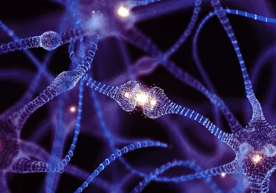 Neurons are shown in blue with a synapse shown in white. Neurons are shown in blue with a synapse shown in white.