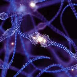 Neurons are shown in blue with a synapse shown in white. Neurons are shown in blue with a synapse shown in white.