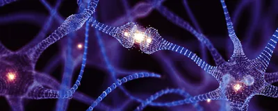 Neurons are shown in blue with a synapse shown in white. Neurons are shown in blue with a synapse shown in white.