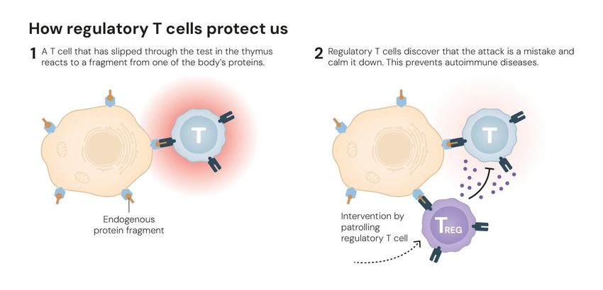 A schematic shows how regulatory T cells identify and destroy defective T cells. A schematic shows how regulatory T cells identify and destroy defective T cells.