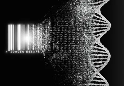 A black-and-white image depicting a barcode (left) transitioning into the DNA double helix (right), representing how microbiologist Cesar de la Fuente looks for encrypted peptides in genomes. A black-and-white image depicting a barcode (left) transitioning into the DNA double helix (right), representing how microbiologist Cesar de la Fuente looks for encrypted peptides in genomes.