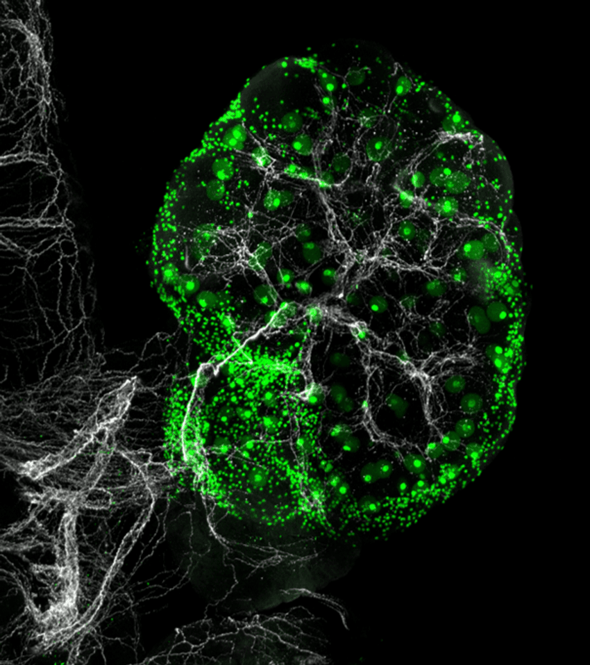 A network of sympathetic nerves (white) within an intact mouse ovary with oocytes (green). A network of sympathetic nerves (white) within an intact mouse ovary with oocytes (green).