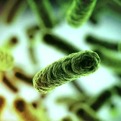 3D illustration of rod-shaped bacteria, representing an acetogenic bacterium. One, colored green, is in focus in the center of the page. Others, out of focus in the background, range from green in the top right corner to yellow and orange in the bottom left corner. 3D illustration of rod-shaped bacteria, representing an acetogenic bacterium. One, colored green, is in focus in the center of the page. Others, out of focus in the background, range from green in the top right corner to yellow and orange in the bottom left corner.