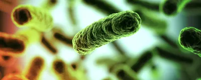 3D illustration of rod-shaped bacteria, representing an acetogenic bacterium. One, colored green, is in focus in the center of the page. Others, out of focus in the background, range from green in the top right corner to yellow and orange in the bottom left corner. 3D illustration of rod-shaped bacteria, representing an acetogenic bacterium. One, colored green, is in focus in the center of the page. Others, out of focus in the background, range from green in the top right corner to yellow and orange in the bottom left corner.