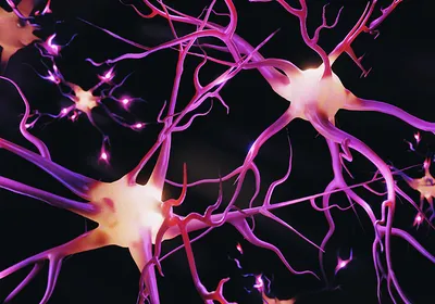 Graphic of multiple neurons in pink and purple with glowing cell bodies