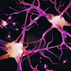 Graphic of multiple neurons in pink and purple with glowing cell bodies Graphic of multiple neurons in pink and purple with glowing cell bodies