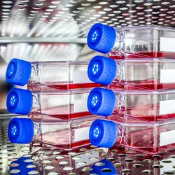 Stacks of blue-topped cell culture flasks containing pink growth medium stored in an incubator.