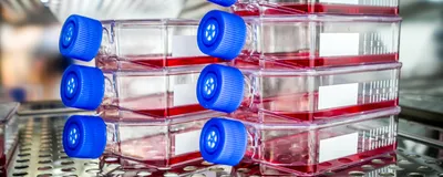 Stacks of blue-topped cell culture flasks containing pink growth medium stored in an incubator. Stacks of blue-topped cell culture flasks containing pink growth medium stored in an incubator.
