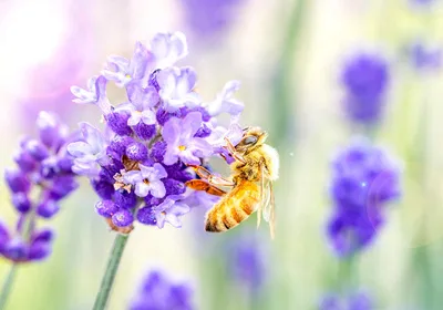 A honeybee feeds on floral pollen, its natural diet, which has become scarce due to climate change. 