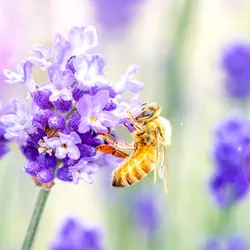 A honeybee feeds on floral pollen, its natural diet, which has become scarce due to climate change. 