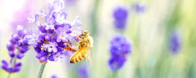 A honeybee feeds on floral pollen, its natural diet, which has become scarce due to climate change. A honeybee feeds on floral pollen, its natural diet, which has become scarce due to climate change.