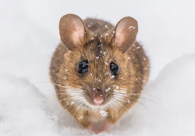 A mouse in ice, representing that cooling down the mouse brain can help a faster recovery from traumatic brain injuries.