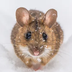 A mouse in ice, representing that cooling down the mouse brain can help a faster recovery from traumatic brain injuries.