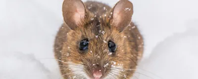A mouse in ice, representing that cooling down the mouse brain can help a faster recovery from traumatic brain injuries.
