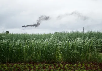 An agricultural field in India is in the foreground, and in the background a smokestack from a factory releases dark black smoke as air pollution. An agricultural field in India is in the foreground, and in the background a smokestack from a factory releases dark black smoke as air pollution.