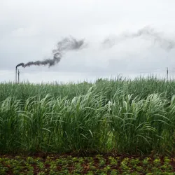 An agricultural field in India is in the foreground, and in the background a smokestack from a factory releases dark black smoke as air pollution.