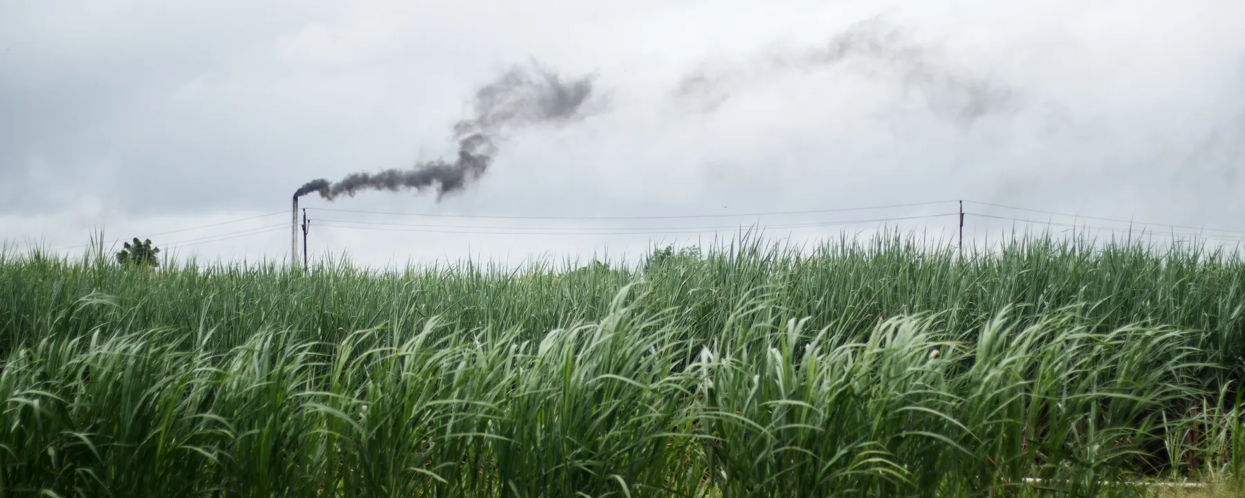 How Air Pollution is Aging People Faster – the-scientist.com