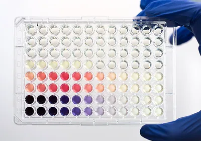 A scientist’s hand in a blue glove holding a 96-well immunoassay plate with several wells colored, signaling the concentration of an antigen of interest.
