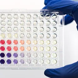 A scientist’s hand in a blue glove holding a 96-well immunoassay plate with several wells colored, signaling the concentration of an antigen of interest.