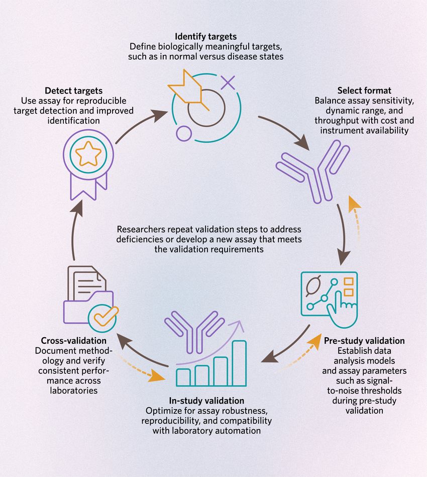 Stages of immunoassay development: identify biologically meaningful targets, such as in normal versus disease states; select the assay format based on the application, balancing sensitivity, dynamic range, and throughput with cost and instrument availability; establish data analysis models and assay parameters such as signal-to-noise thresholds during pre-study validation; in-study optimization ensures robustness, reproducibility, and compatibility with laboratory automation; cross-validation helps scientists document methodology and verify consistent performance across laboratories. Researchers repeat validation steps as needed to meet requirements at each step. Once validation is complete, they use the assay to reproducibly detect targets and improve target identification. Stages of immunoassay development: identify biologically meaningful targets, such as in normal versus disease states; select the assay format based on the application, balancing sensitivity, dynamic range, and throughput with cost and instrument availability; establish data analysis models and assay parameters such as signal-to-noise thresholds during pre-study validation; in-study optimization ensures robustness, reproducibility, and compatibility with laboratory automation; cross-validation helps scientists document methodology and verify consistent performance across laboratories. Researchers repeat validation steps as needed to meet requirements at each step. Once validation is complete, they use the assay to reproducibly detect targets and improve target identification.