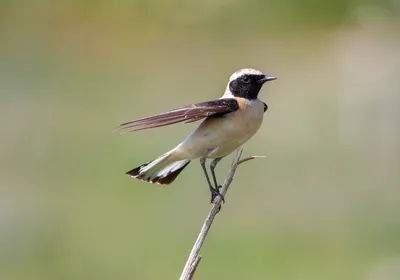 Image of the eastern black-eared wheatear (Oenanthe melanoleuca) on a branch. Image of the eastern black-eared wheatear (Oenanthe melanoleuca) on a branch.