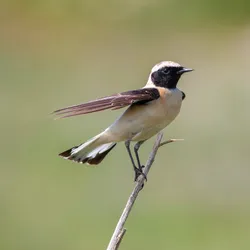 Image of the eastern black-eared wheatear (Oenanthe melanoleuca) on a branch. Image of the eastern black-eared wheatear (Oenanthe melanoleuca) on a branch.