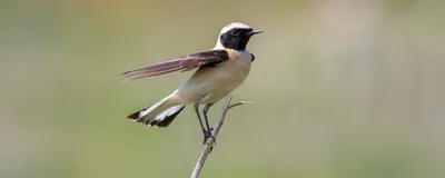 Image of the eastern black-eared wheatear (Oenanthe melanoleuca) on a branch. Image of the eastern black-eared wheatear (Oenanthe melanoleuca) on a branch.