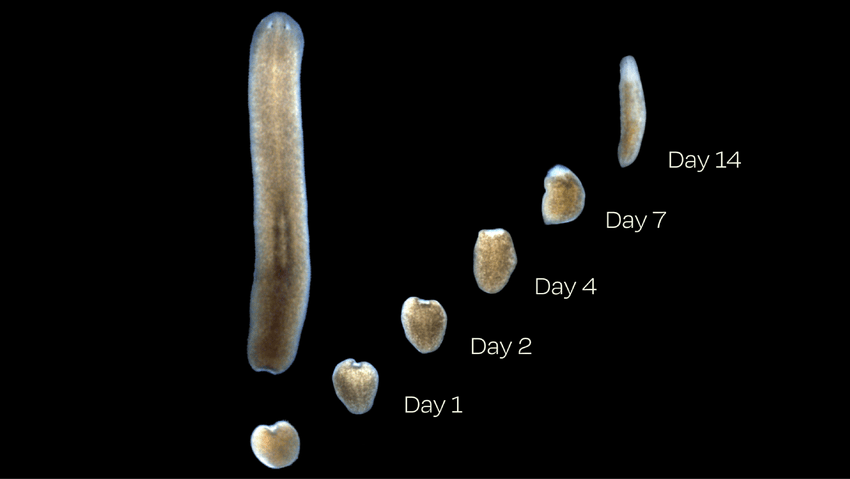 A time course depicts a planarian flatworm tail fragment regenerating over 14 days. A time course depicts a planarian flatworm tail fragment regenerating over 14 days.