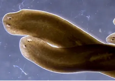 Planarian flatworms, organisms with an exceptional regenerative capacity, crawl on a blue background. 