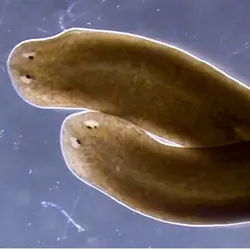 Planarian flatworms, organisms with an exceptional regenerative capacity, crawl on a blue background. 