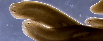 Flatworm Stem Cells Regenerate Through Contactless Communication | The  Scientist